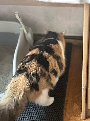 german shepherd: Кошки возрастт год. Стерилизованы и привиты приучены у лотку — 9