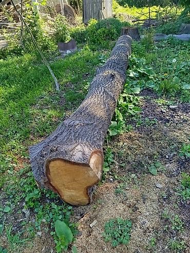 жыгач отун: Ствол дерева (бревно) цельный дуб - Порода: лиственная (по структуре — 3