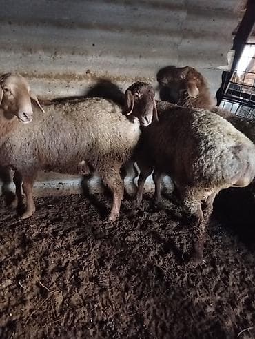 кролик баран: Продаю | Ягненок | Для разведения — 2