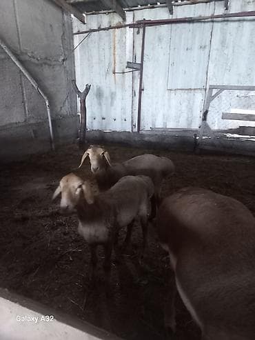 сибирская кошка бишкек: Продаю | Баран (самец) | Арашан | Для разведения | Племенные — 7