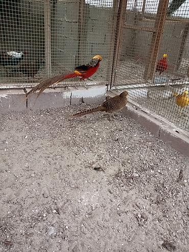 прос: Продаю золотых фазанов — 4