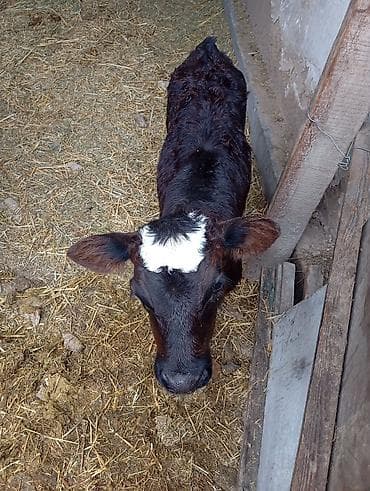 Продаю | Корова (самка) | Симментальская | Для молока | После отела — 5