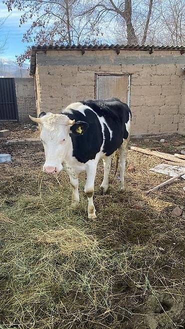 собака лабладор: Продаю | Тёлка | Голштин | Для молока | Племенные — 6