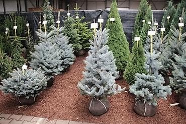 кресло ош: Көчөттөр дарактардын: Туялар, Акылуу жеткирүү — 5