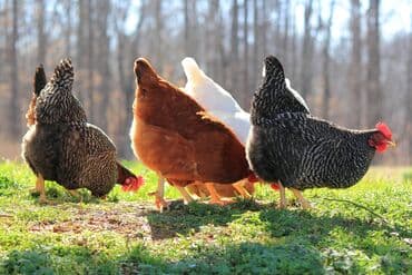 домашние птицы: Продаю | Петух, Цыплята, Куры | Домашняя | На забой, Для разведения, Несушки — 2
