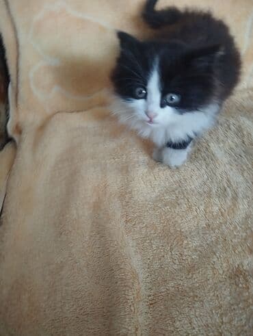Собаки: Котёнок черно-белого окраса (домашняя порода). Особенности: - Длинная — 1