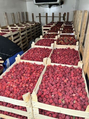 электротовары оптом бишкек: Малина Оптом, Самовывоз, Платная доставка — 3