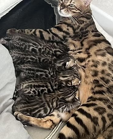 Продажа кошек: Бенгальская, 1 месяц, Девочка, Золотая шиншилла, Приучена к лотку — 1