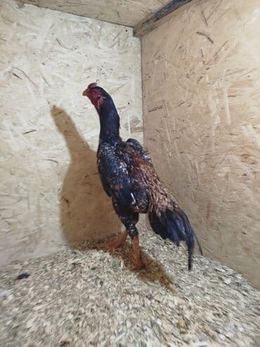 попугай ара бишкек: Дакан короз сатылат алмашу жолдору бар адрес Заря Тынчтык конушу кочо — 4