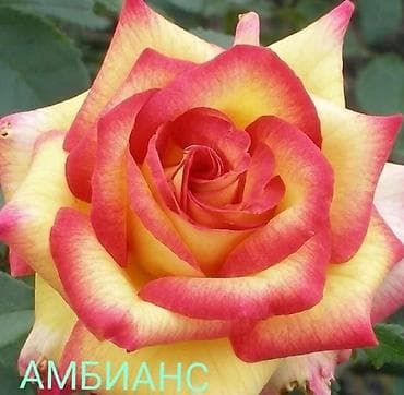 махровый: Саженцы — 2