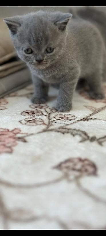 кошка сокулук: Британские короткошёрстные котята, окрас голубой (blue). - Плюшёвая — 4