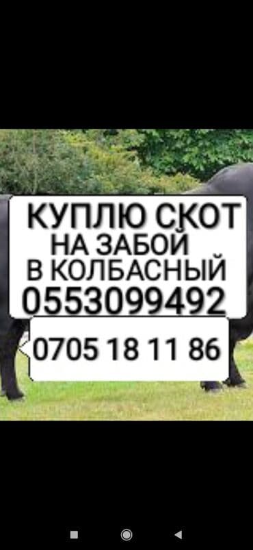 продаю животных: Куплю | Коровы, быки, Лошади, кони, Другие с/х животные | Любое состояние, Круглосуточно, Забитый — 1