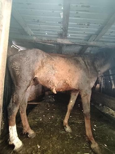 лошадь на прокат: Продаю | Жеребец | Рабочий — 4