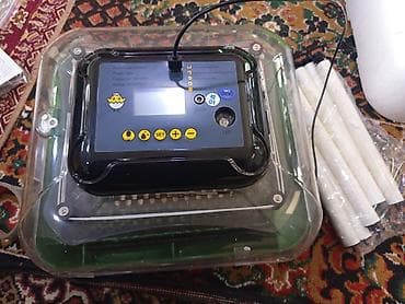 абиссинская кошка бишкек: Инкубаторы китайский сатылат жаңы полный автомат свет очсо 12 вольт — 10