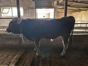 отдам голубей: Продаю | Бык (самец) | Полукровка | Привязанные — 3