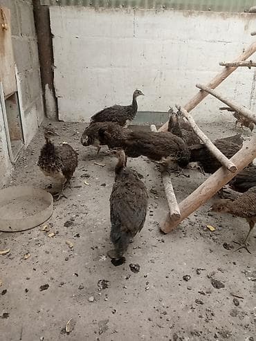 Продаю молодых павлинят
