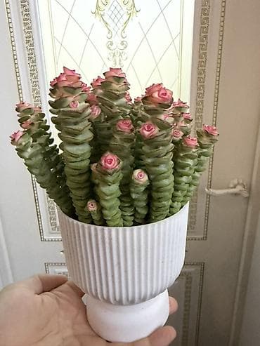 треугольная швабра с отжимом отзывы: Суккулент «Розовая башенка» (Crassula ‘Buddha’s Temple’/Crassula — 2
