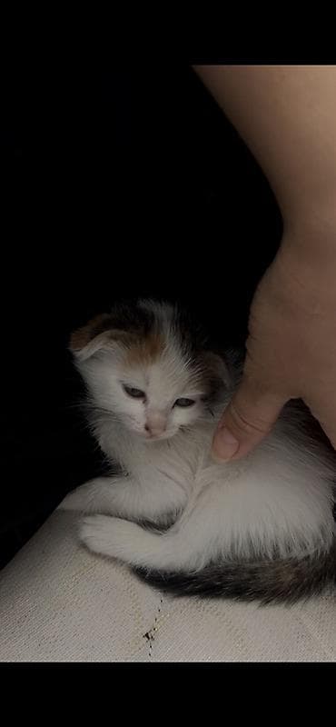 шотладский котенок: Кошка даром: Беспородная, Девочка — 1