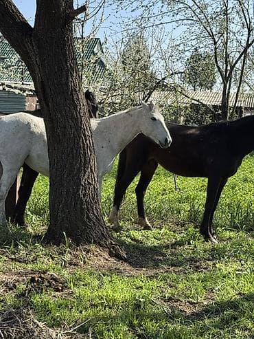 гус: Продаю | Кобыла (самка) | Конный спорт — 3