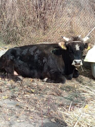 собака доберман сколько стоит: Продаю | Бык (самец) | Герефорд | На откорм | Привязанные — 1