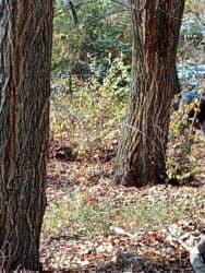 семена грецкого ореха: Дрова Карагач, Самовывоз — 8