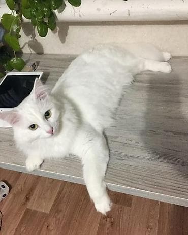 Үй жаныбарлары: Ангор, 8 айлык, Ургаачы, Ак, Лотокко барууга үйрөтүлгөн, Курттардан тазаланган, Эмделген — 1