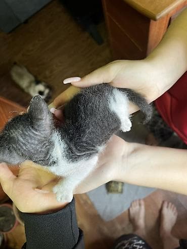 шатланская кошка: Сиамская, 1 месяц, Мальчик — 5