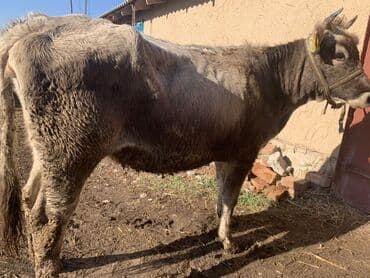 корова обмен: Продаю | Тёлка | На откорм | Отела не было — 4