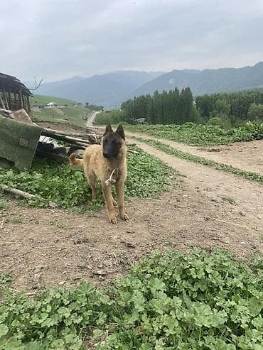ош иттер: Щенок/молодая собака пастушьего типа (средний рост). Основные — 1