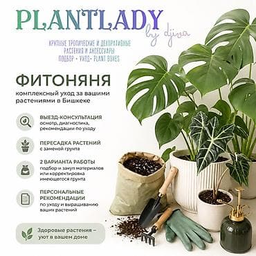 🌿 ФИТОНЯНЯ В БИШКЕКЕ 🌿 Комплексный уход за комнатными растениями