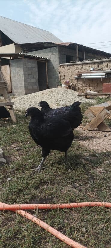 где можно купить кошку в бишкеке: Джерси гигант — 6