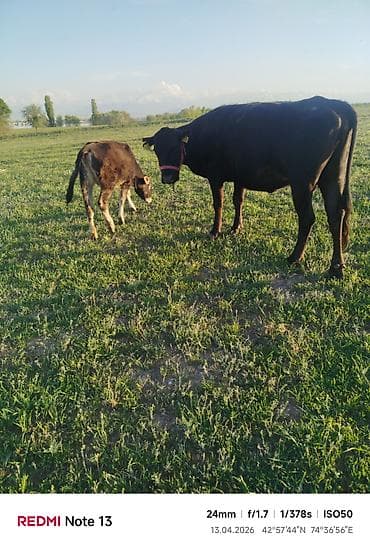 рыба гарбуша: Продаю | Корова (самка) | Для разведения | Привязанные — 7