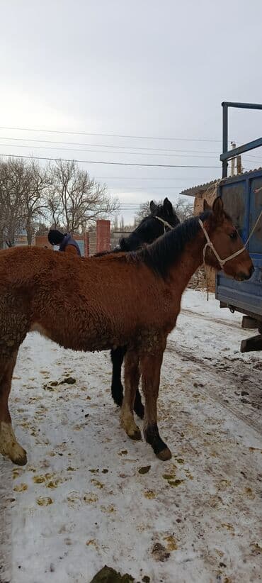 Кошки: Продаю | Жеребенок | Для разведения — 1