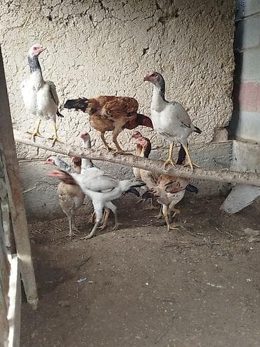 бравекто цена бишкек: Сатам | Тооктор — 3