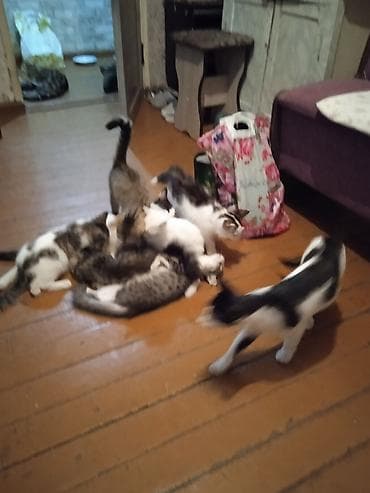 животные кошка: Котята и молодые кошки разных окрасов бесплатно - Домашние котята из — 2