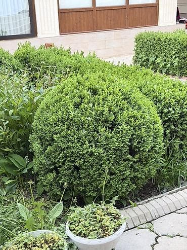 Самшит: Самшит шаровидной формы (Buxus) для ландшафтного озеленения. - Форма — 7