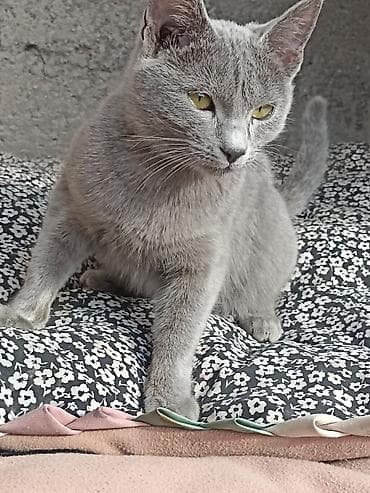 сибирская маскарадная кошка: Кошка породы Russian Blue (русская голубая) - Окрас: ровный голубой — 2
