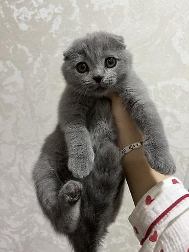 сколько стоит вислоухие кошки: Шотландский вислоухий котёнок (Scottish Fold), окрас сплошной голубой — 2