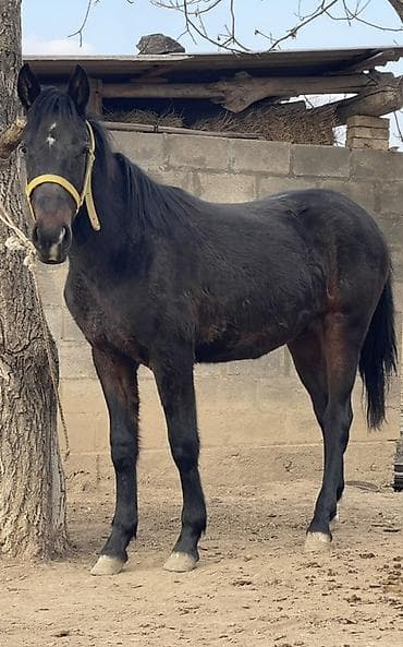 Продаю | Жеребенок | Рабочий