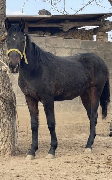 седло для осла: Продаю | Жеребенок | Рабочий — 1