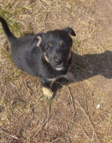 куплю вольер для собаки: Собака даром: Дворняжка, 3 месяца, Самка — 4