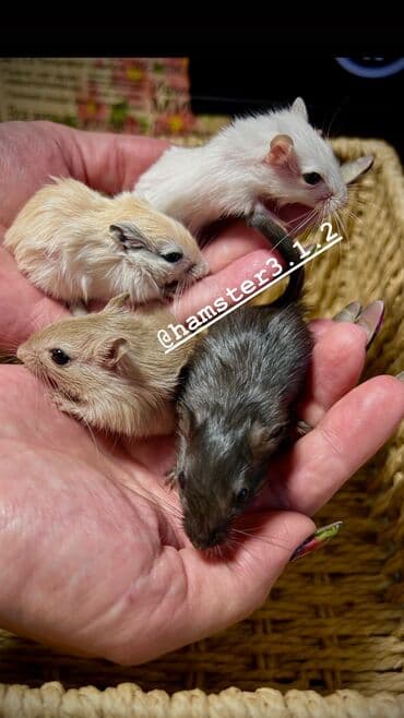 морской свин: Ручные песчанки монгольские. Красивые окрасы, есть девочки и мальчики — 2