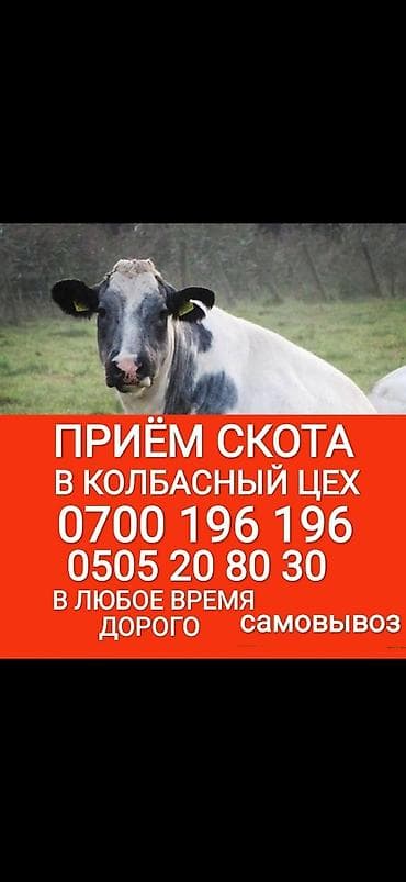 Куплю | Коровы, быки, Лошади, кони, Другие с/х животные | Круглосуточно, Любое состояние, Забитый at lalafo.kg Куплю | Коровы, быки, Лошади, кони, Другие с/х животные | Круглосуточно, Любое состояние, Забитый