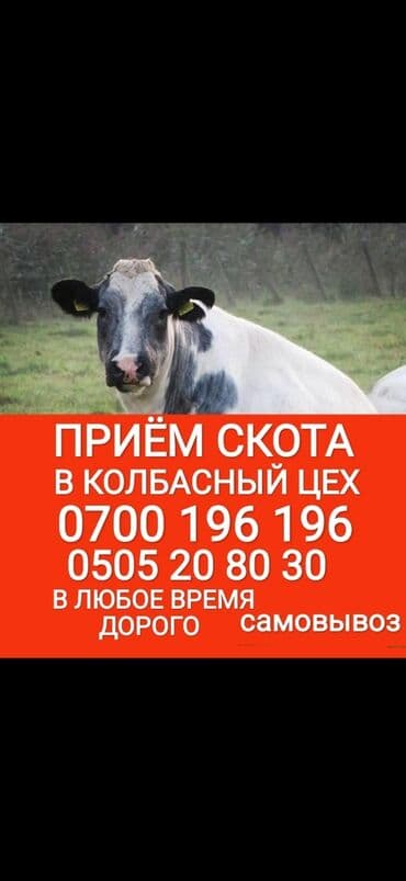 вещи для животных: Куплю | Коровы, быки, Лошади, кони, Другие с/х животные | Круглосуточно, Любое состояние, Забитый — 1