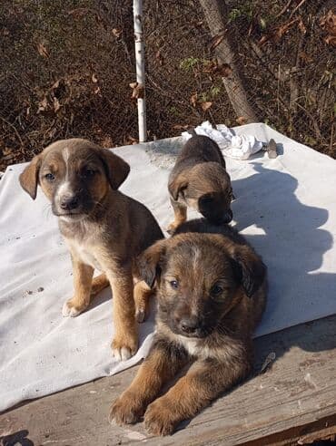 сколько пород собак в мире: Отдам щенят в добрые руки.Четыре кабеля и одна сучка.Возраст 2 месяца — 6
