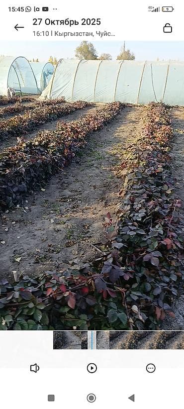 крупа: Саженцы ежевики (бесшипные сорта). Сорт Лох Нес Количево 1000 — 9