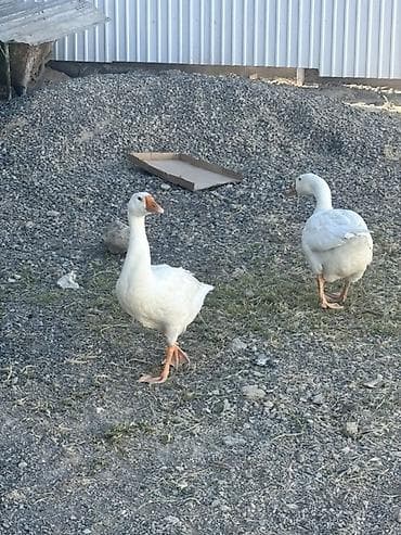 яйцо несушки: Гоз сотилади эр кеги 6 ойли ургочиси 3 ойли булодигони 3500 сом Ош 10 — 3