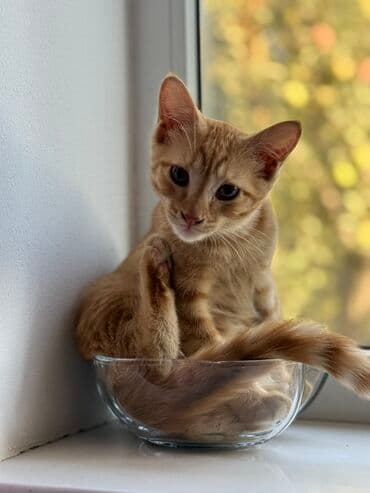 продажа домашних животных: Породасыз, 5 айлык, Эркек, Кызгыл сары, Лотокко барууга үйрөтүлгөн — 5