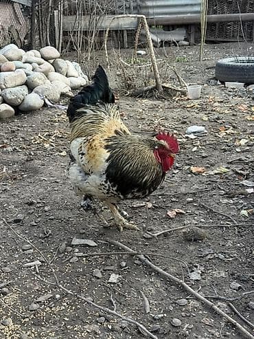 петух хай лайн: Продаю | Петух | Для разведения — 5