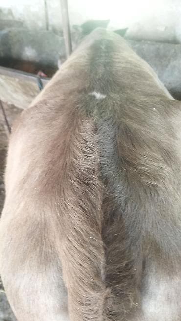 обезьяна живой: Продаю | Тёлка | На откорм | Не стельные — 9